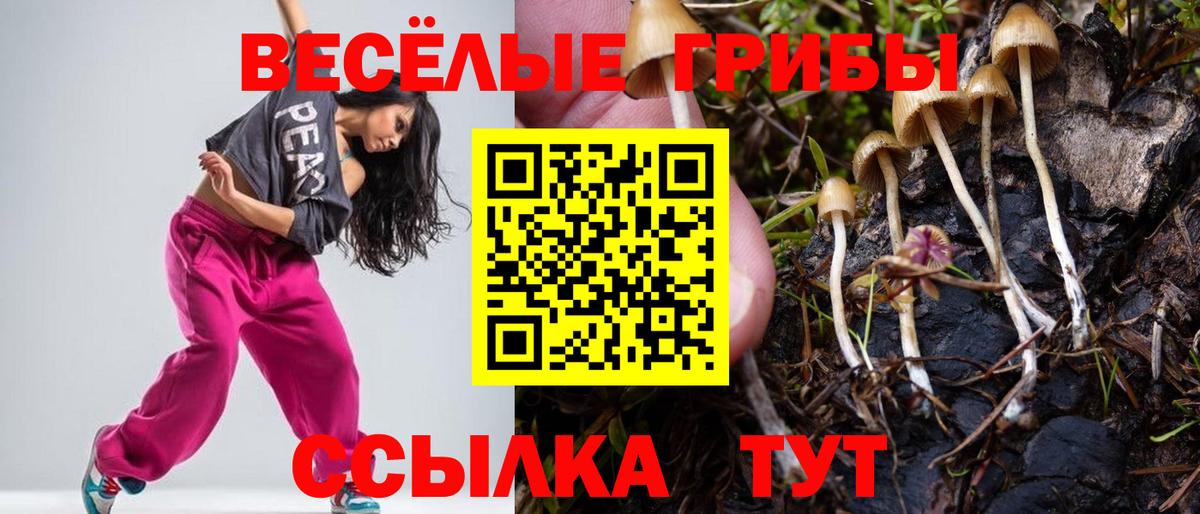Псилоцибиновые грибы Psilocybe Свободный
